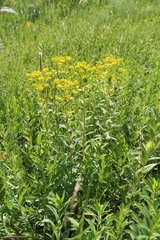 Euphorbia stepposa