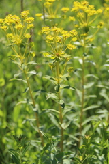 Euphorbia stepposa