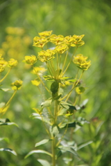 Euphorbia stepposa