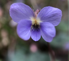 Viola shinchikuensis