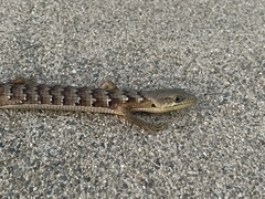 Elgaria multicarinata