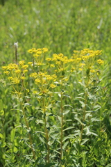 Euphorbia stepposa