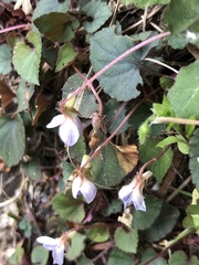 Viola shinchikuensis
