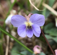 Viola shinchikuensis