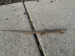 Elgaria multicarinata