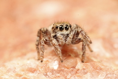 Habronattus arcalorus