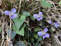 Viola shinchikuensis