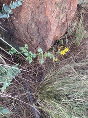 Cineraria lyratiformis