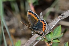 Plebejus melissa melissa