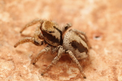 Habronattus arcalorus