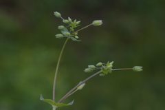 Stellaria ruderalis