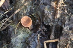 Ciboria amentacea