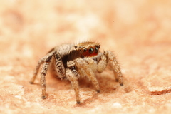 Habronattus arcalorus