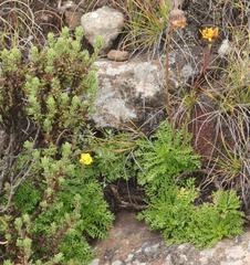 Ursinia montana