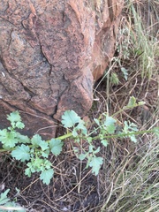 Cineraria lyratiformis