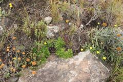 Ursinia montana