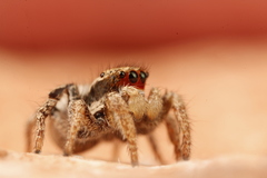 Habronattus arcalorus