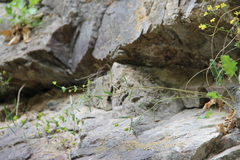 Euphorbia microcarpa