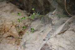 Euphorbia microcarpa