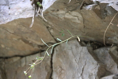 Euphorbia microcarpa