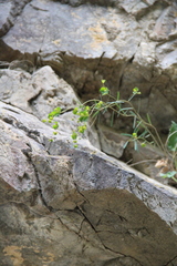 Euphorbia microcarpa