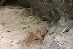 Euphorbia microcarpa