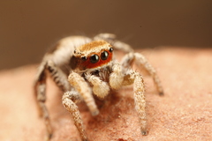 Habronattus arcalorus