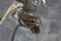 Lithobates virgatipes