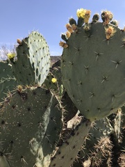 Opuntia tapona