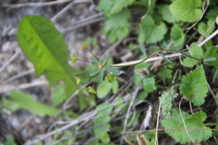 Euphorbia microcarpa