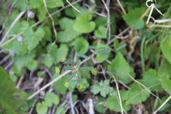 Euphorbia microcarpa