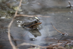 Lithobates virgatipes