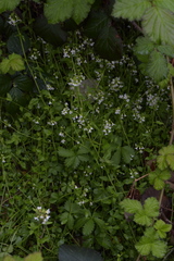 Arabidopsis halleri