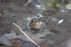 Lithobates virgatipes