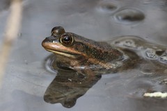 Lithobates virgatipes