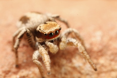 Habronattus arcalorus
