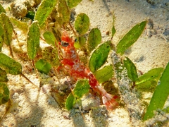 Metapenaeopsis