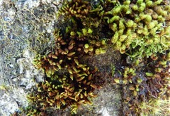 Schlotheimia knightii