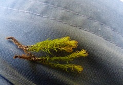 Schlotheimia knightii