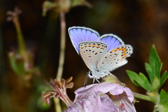 Plebejus melissa melissa