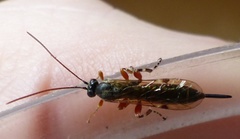 Itoplectis maculator