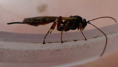 Itoplectis maculator