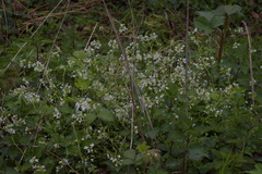 Arabidopsis halleri
