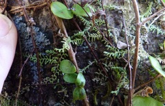 Lepidolaena clavigera