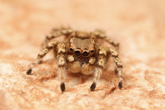 Habronattus amicus