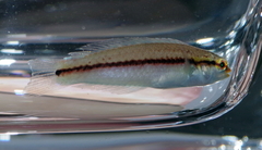 Halichoeres scapularis