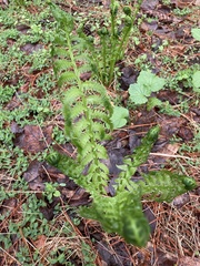 Matteuccia struthiopteris