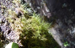 Dicranoloma robustum