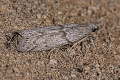 Myelopsis alatella