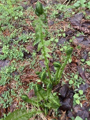 Matteuccia struthiopteris